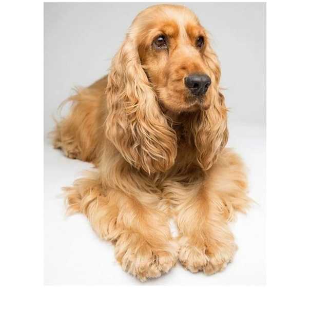 Американский кокер-спаниель: описание породы собак с фото и видео
