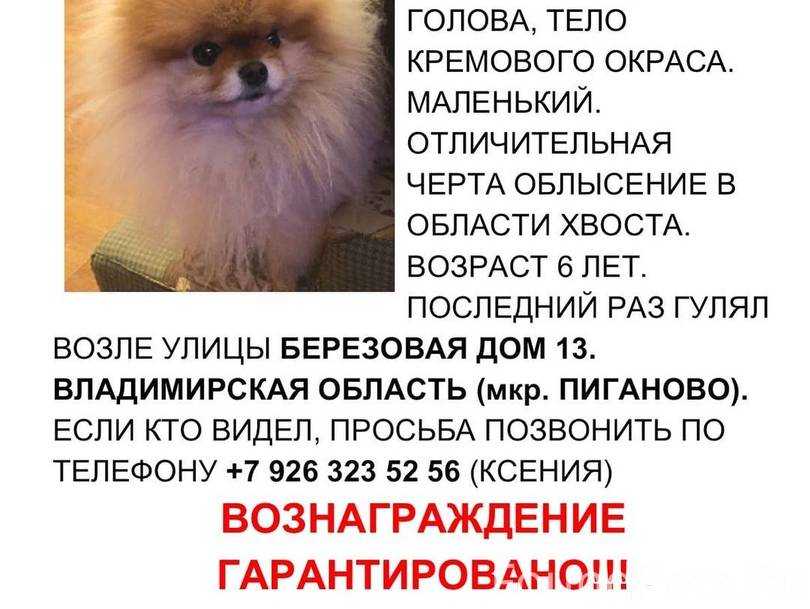 Немецкий шпиц: описание породы и характера, уход и содержание
