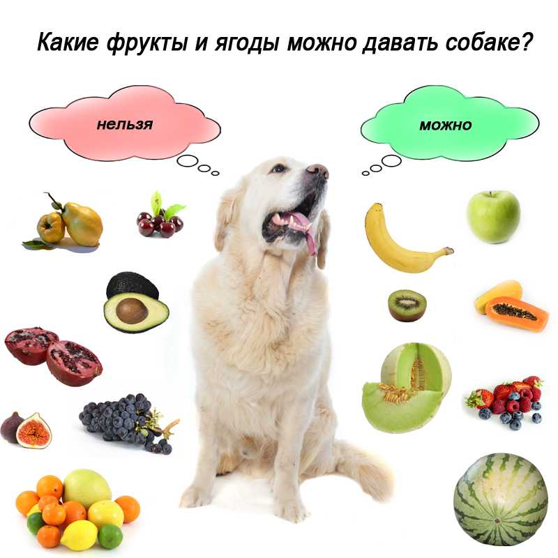 Какие фрукты можно давать собаке, а какие нельзя