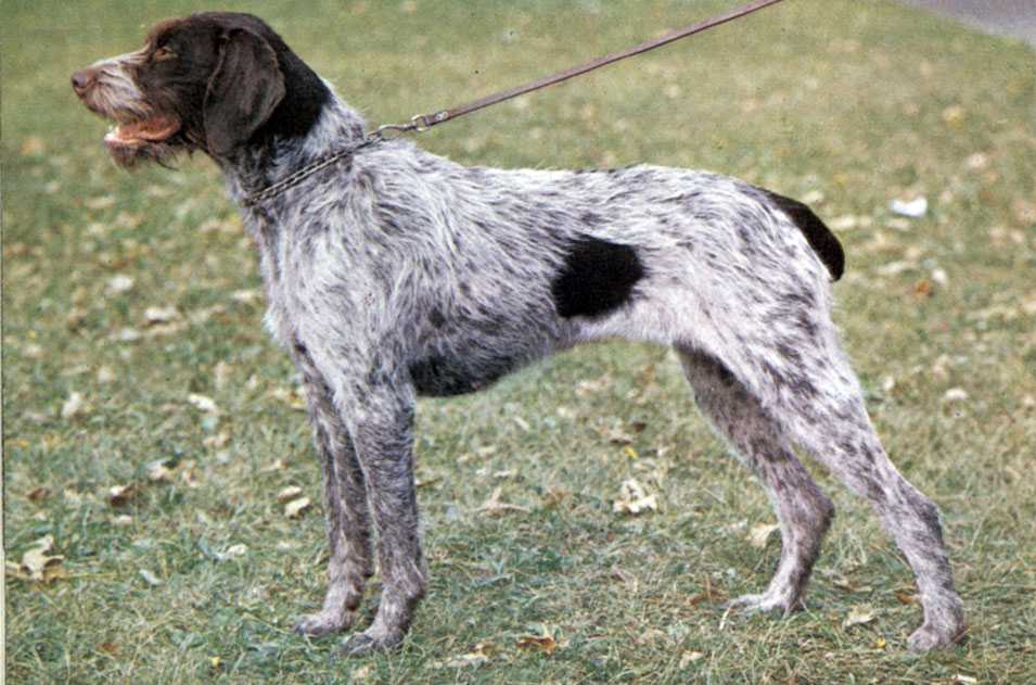 Португальский поденгу (кроличья собака): описание породы с фото и видео