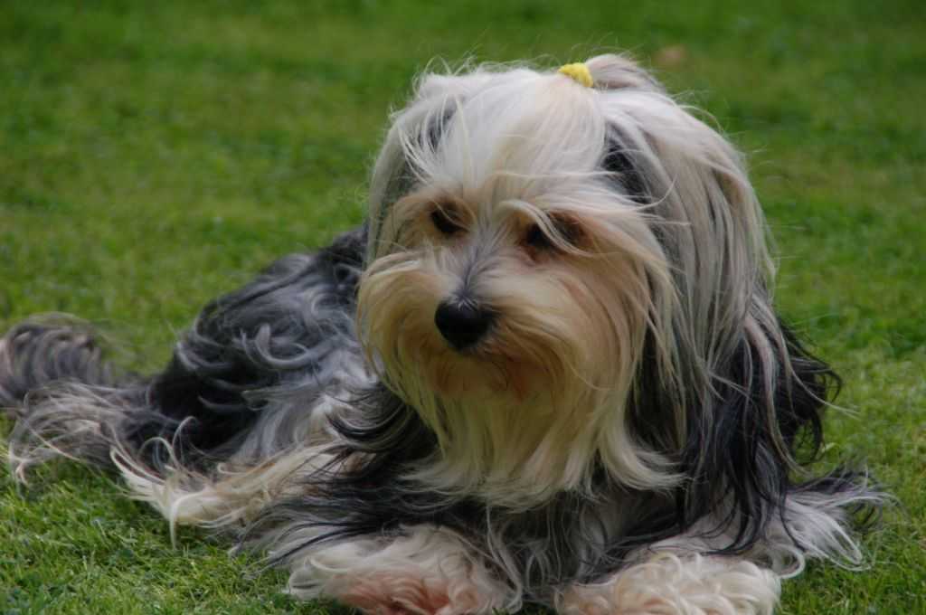Малая бельгийская собака - фото, цена, описание, видео