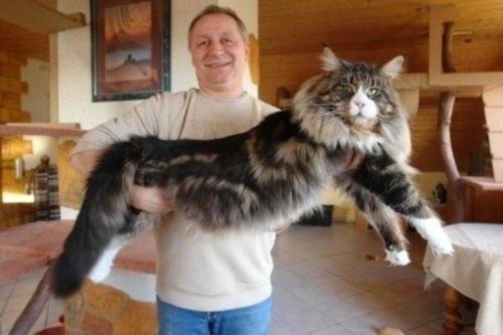 Размеры взрослого кота мейн-кун