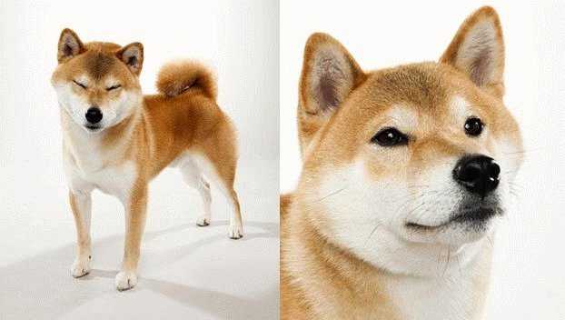 Топ 10 самых маленьких собак, японская карманная собачка
