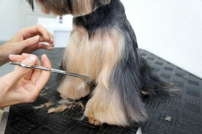 Как усыпить собаку чтобы подстричь шерсть