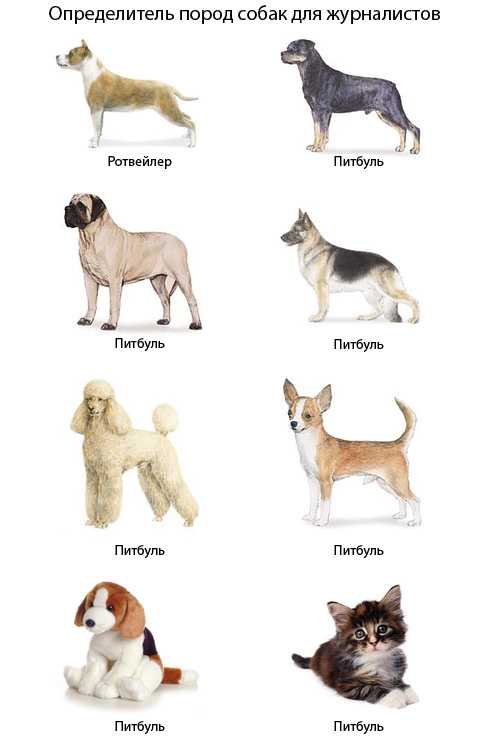 Легавые породы собак с фото и названиями