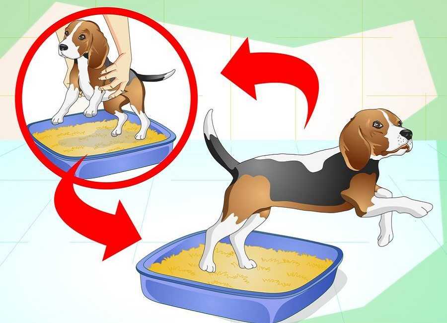 О том, как приучить собаку к наморднику в 4 этапа