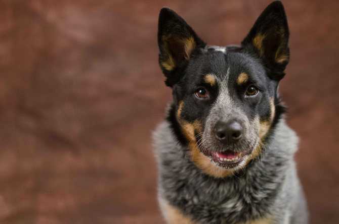 Австралийская пастушья собака (хилер, кеттл дог) — описание породы, фото и видео
