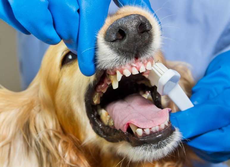 Чистка зубов собаке ультразвуком в москве, цены | ветклиника зоостатус