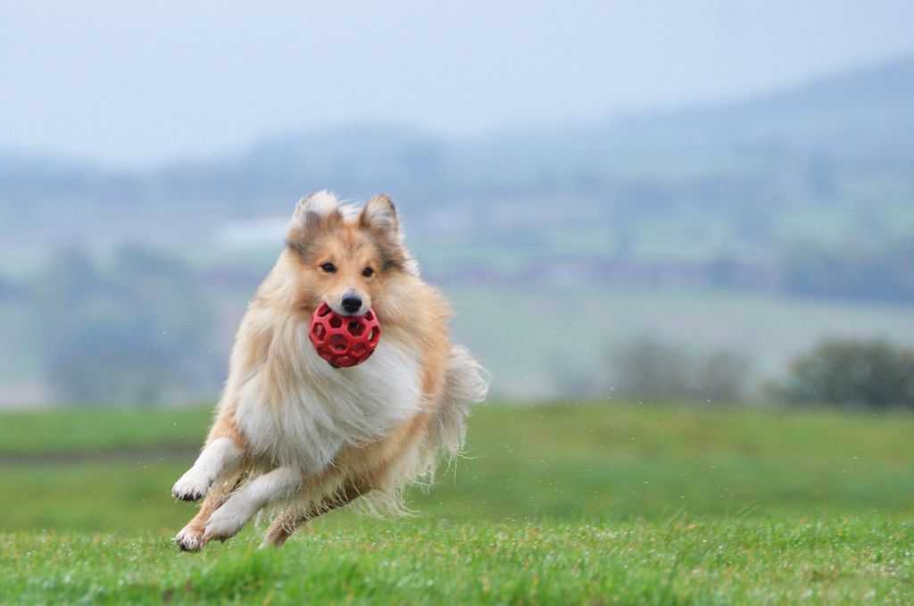 Шелти (65 фото): описание карликовых собак, характер мини-колли. содержание маленьких щенков породы шелти