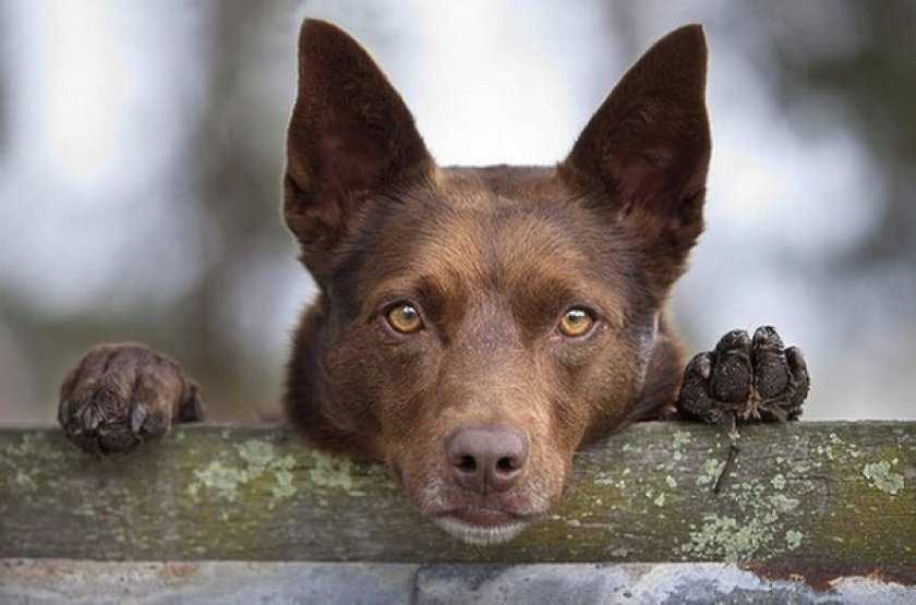 Австралийский келпи – фото собаки, описание породы, цена щенков