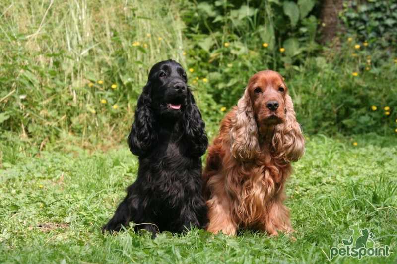 Черный английский кокер-спаниель: фото собак, история происхождения, особенности характера, правила содержания и выбор щенка