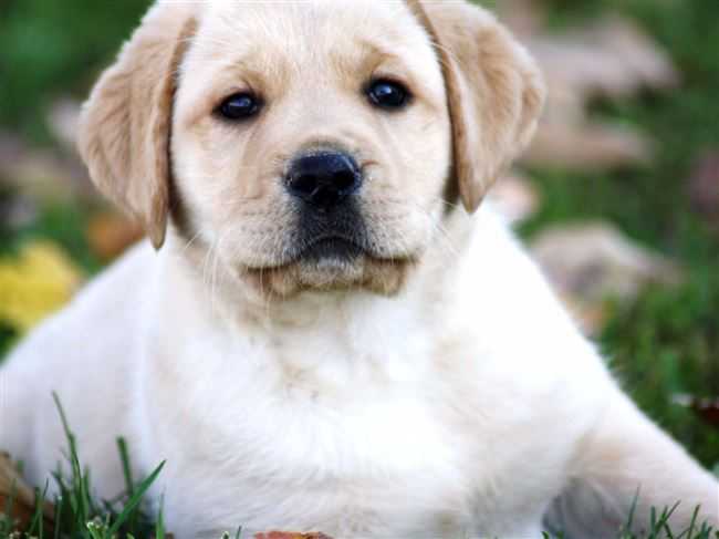 Лабрадор – описание породы собак с фото. содержание и уход, цена