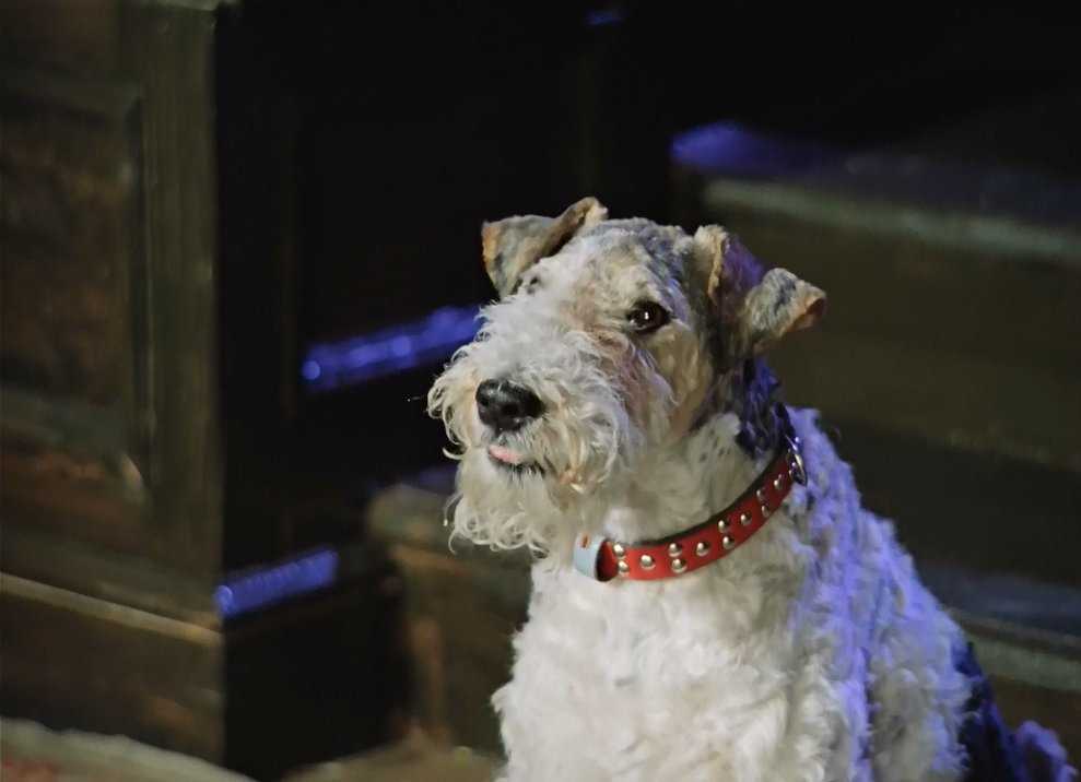 Собака электроника: описание породы эрдельтерьер, кличка ресси