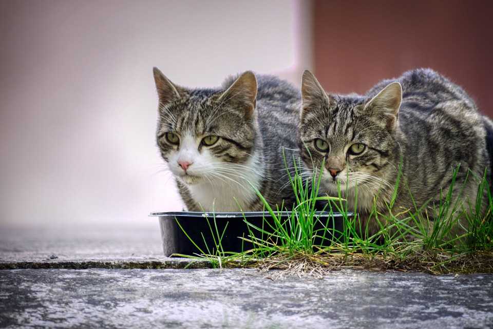 Работающие советы как подружить кошек: кот и кошка, котенок