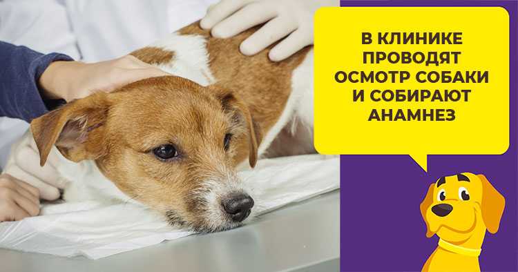 Причины и лечение диареи у собаки