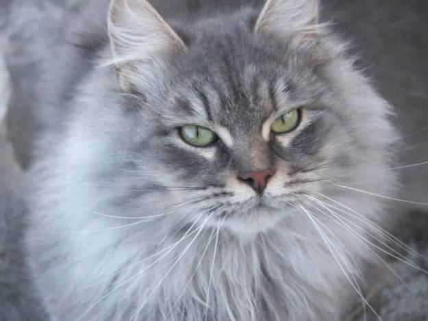 Русская голубая: кошка в плюшевой шубке с изумрудными глазами