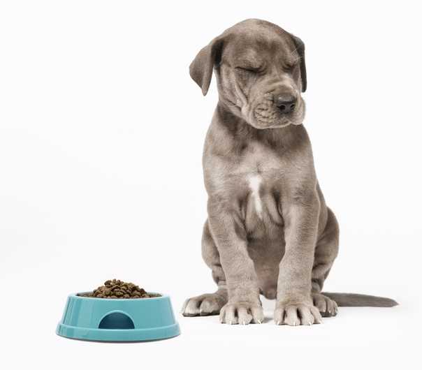 Почему собака не ест сухой корм, что делать, если собака перестала есть — pet-mir.ru