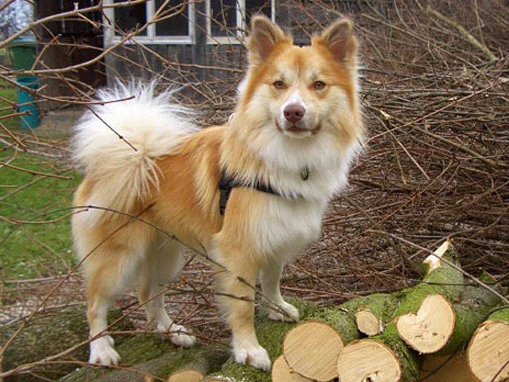Характеристика породы исландская собака с фото