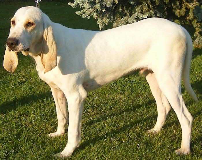 Фарфоровая гончая — порода охотничьих собак ⋆ собакапедия