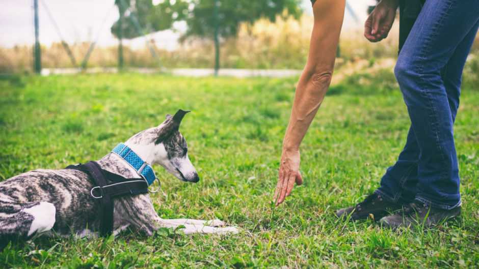 Как научить собаку первым командам: дрессировка собаки в домашних условиях