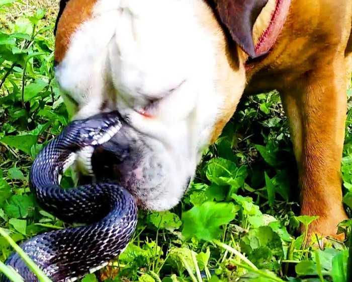 Что делать, если собаку укусила змея: первая помощь и действия врачей в клинике. насколько опасен яд гадюки для собак, отдаленные последствия укуса