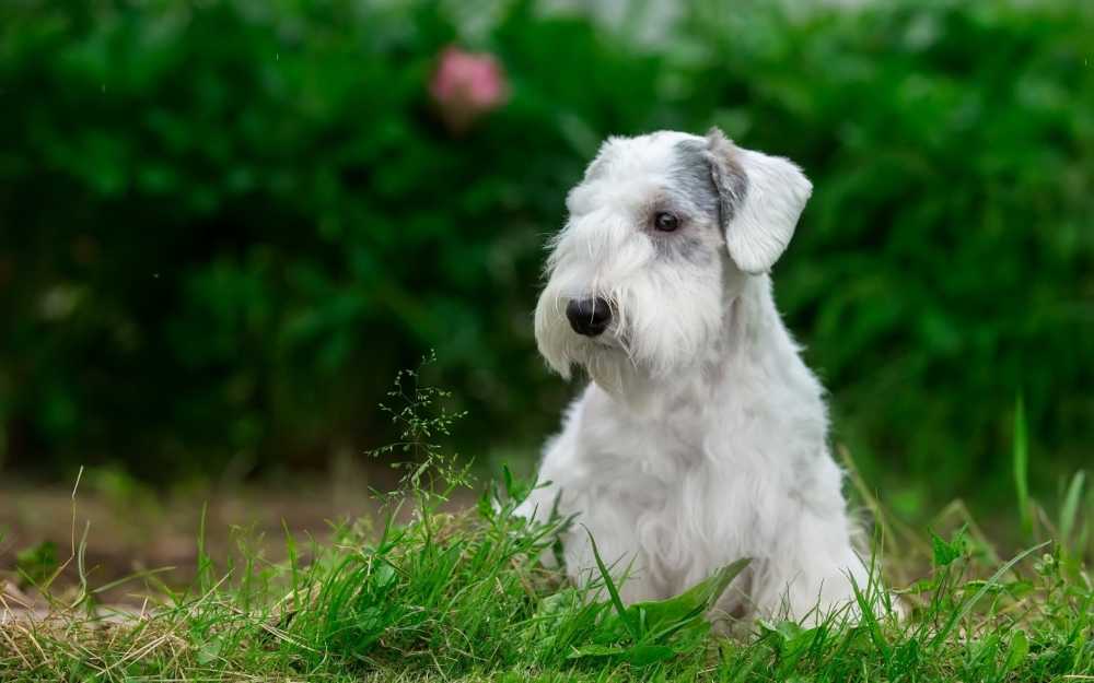Силихем терьер: описание породы собак с фото и видео