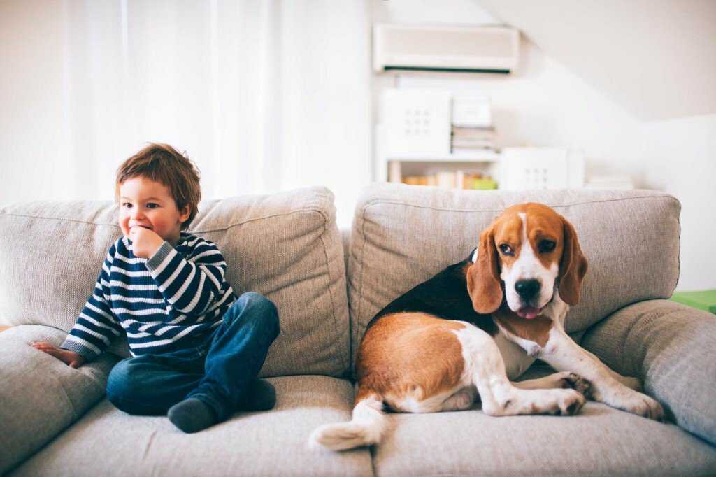 Ребенок просит собаку: что делать, почему дети этого хотят и какую породу выбрать