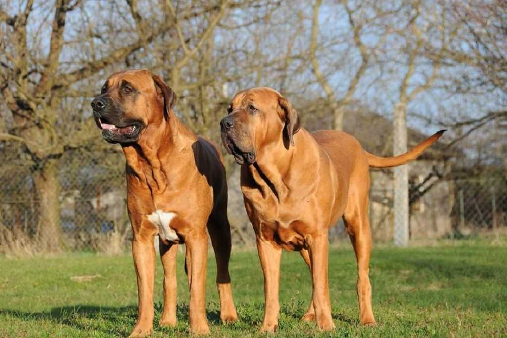 Бойцовские породы собак: основные представители, размеры | блог ветклиники "беланта"