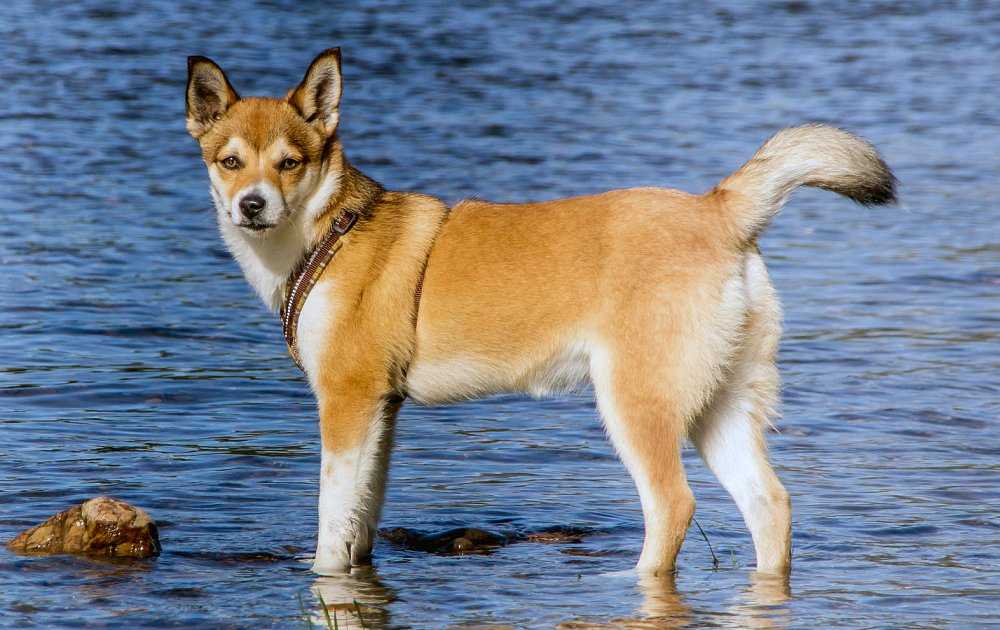 Красивая и умная порода собак – норвежская лайка или бухунд