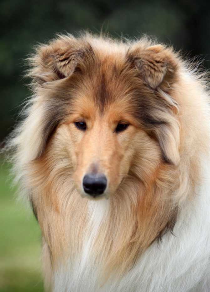 Бордер-колли: описание породы, характер собаки и щенка, фото, цена