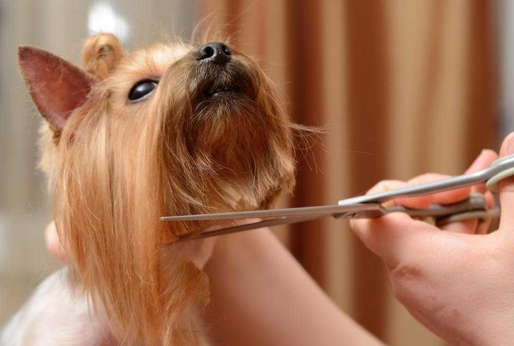 Как подстричь собаку в домашних условиях. каких собак стригут. как часто стричь собак