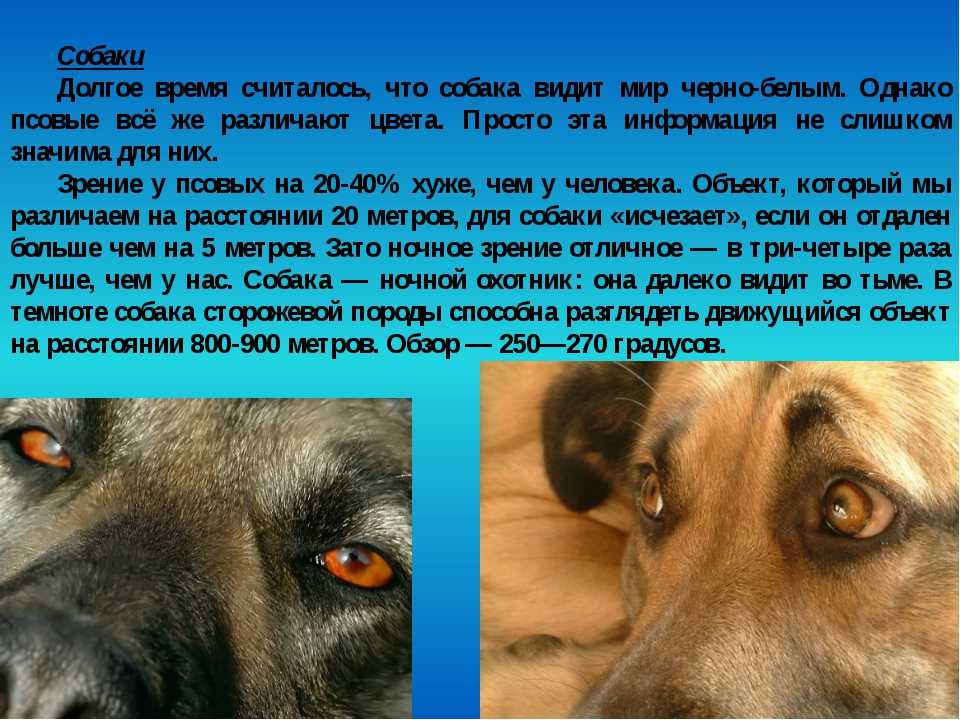 Зрение собаки: как собаки видят в темноте, какие цвета распознают, как проверить зрение - dogtricks.ru