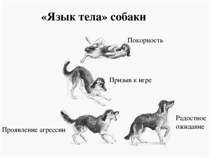 Заблуждения «переводчика с собачьего» - все о собаках на wikipet!