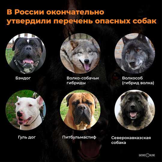 Список опасных пород собак в россии в 2019 — полный перечень мвд