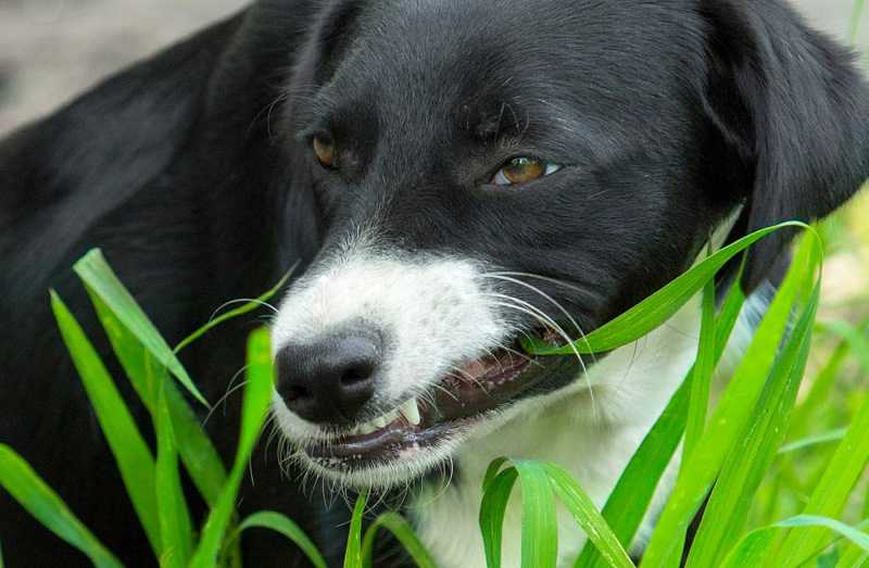 Собака ест землю: разбираемся в «нормальности» поведения