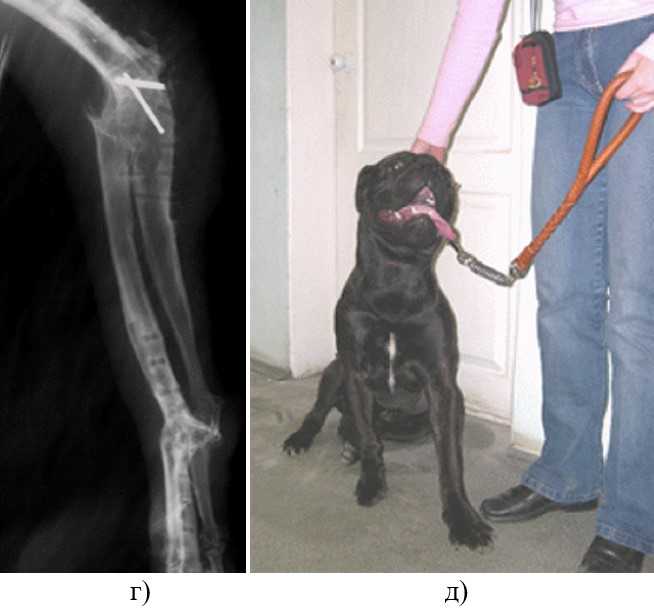 Дисплазия тазобедренного сустава у собак. симптомы, диагностика и лечение дисплазии у собак | ветпрактика