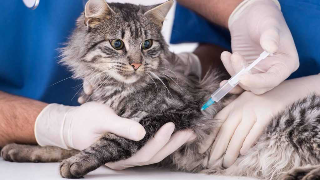 Прививка от чумки котенку - вакцинация кошек от чумки в клинике зоостатус
