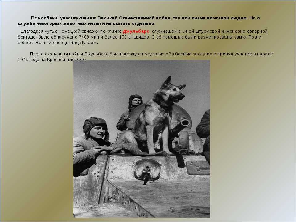 Собаки в годы вов. Собаки в Великой Отечественной войне. Как собаки помогали людям во время войны. Животные участвующие в Великой Отечественной войне.