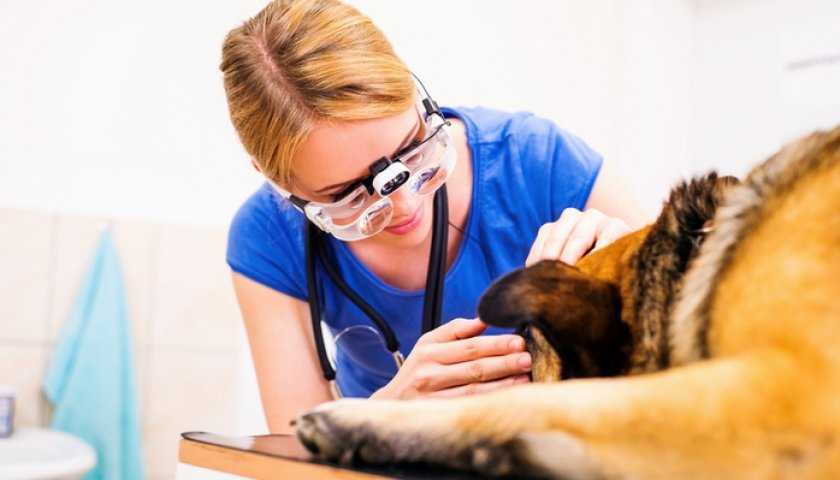 Заболевания глаз у собак: виды и описание болезней с фото, препараты для лечения
