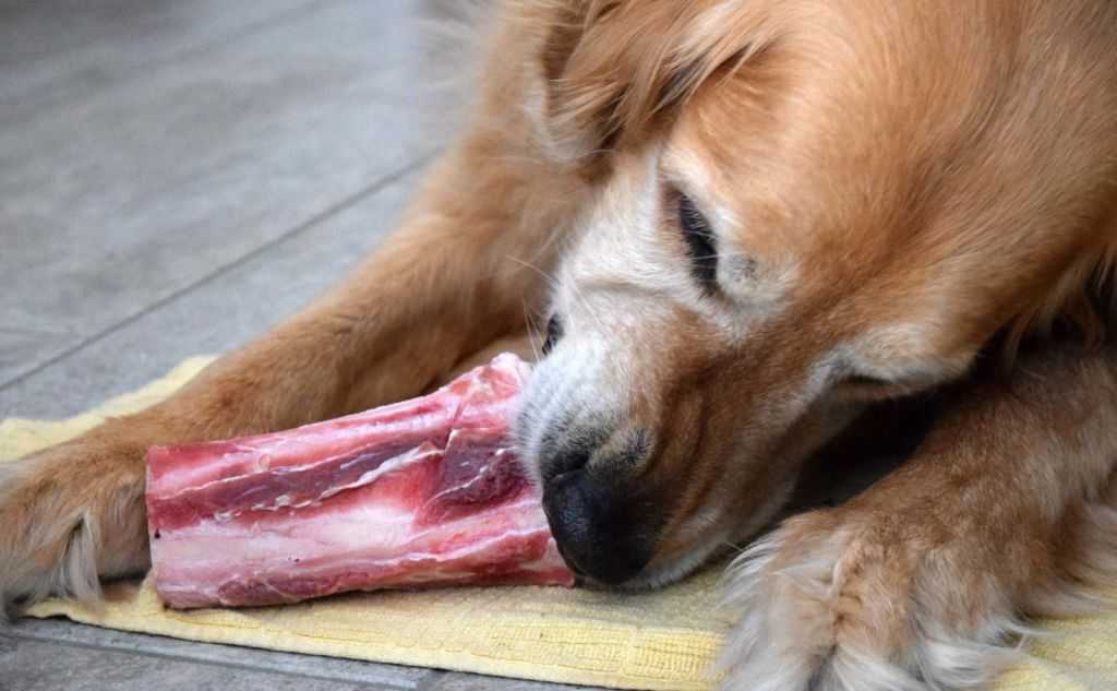 Почему собакам нельзя давать свинину?
