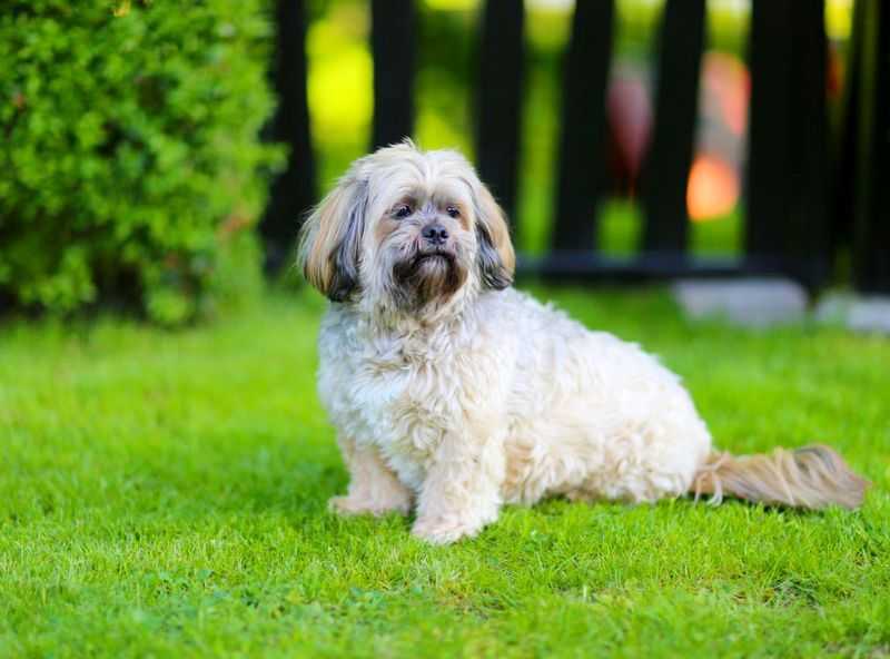 Лхаса апсо: описание породы, цена взрослой собаки, отличие от ши-тцу
