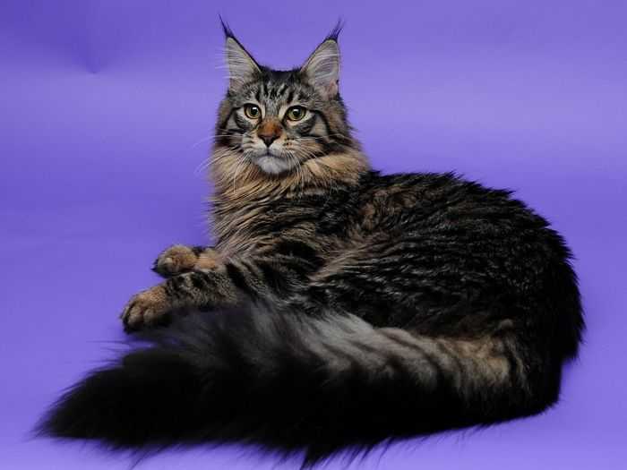 Кошки мейн-кун: описание породы