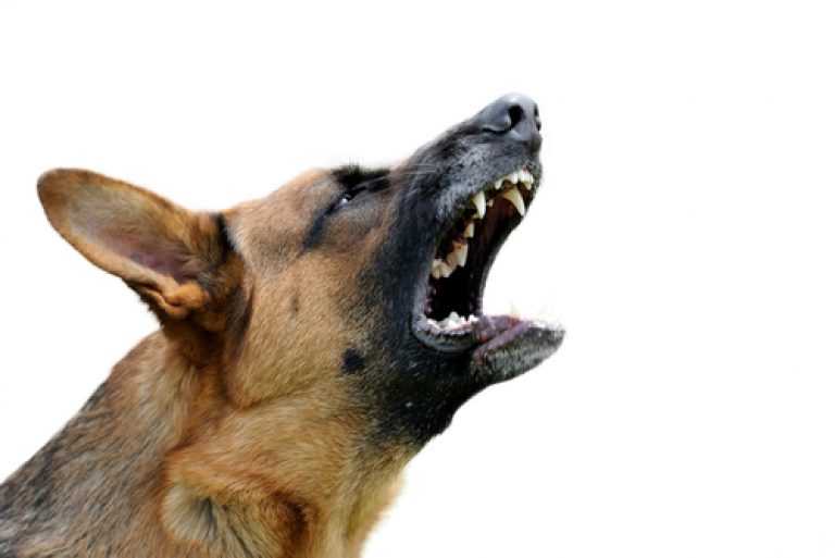 Как быстро отучить собаку лаять на других собак?