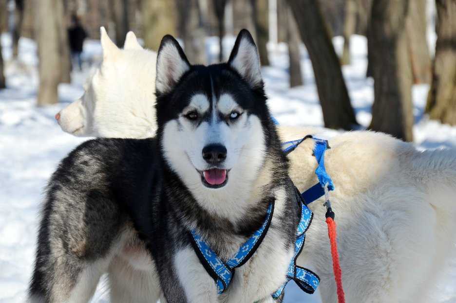 Сибирский хаски: описание породы, характер собаки и щенка, фото, цена