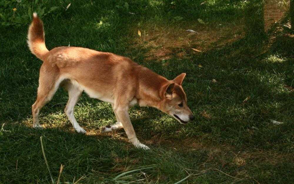 Описание породы и характер новогвинейской поющей собаки