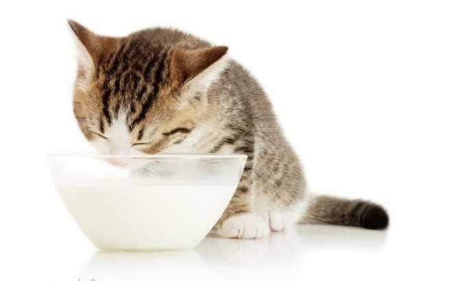 Можно ли кормить кошек кефиром