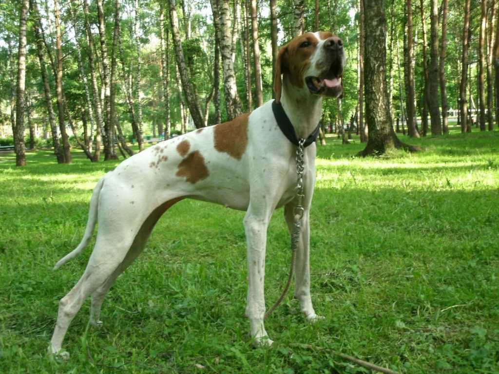 Пойнтер - порода собак для охоты: содержание английских и немецких пойнтеров