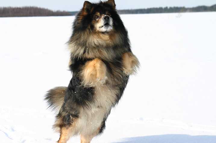 Шведский лаппхунд описание породы собак, характеристики, внешний вид, история