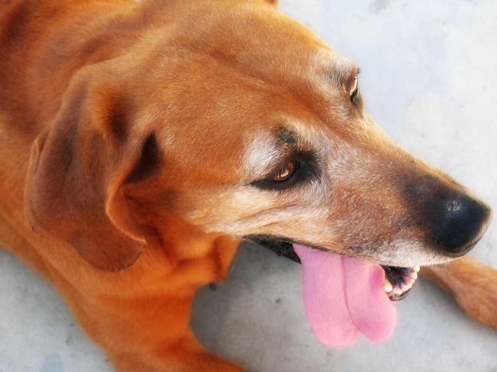 Почему собака тяжело и часто дышит высунув язык