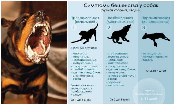 Интересная статья про агрессию собак - дрессировка и спорт - лабрадор.ру собаки - ретриверы
